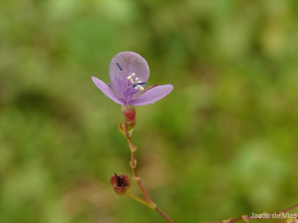 Murdannia spirata var. spirata (L.) G.Brückn.